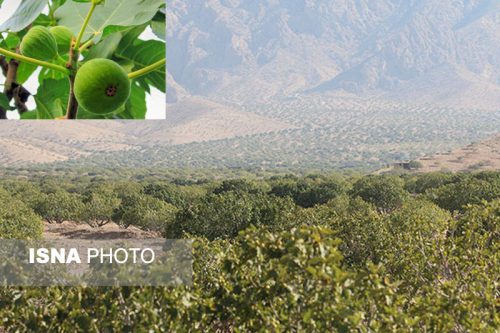 قطب انجیر ایران در مسیر تعالی