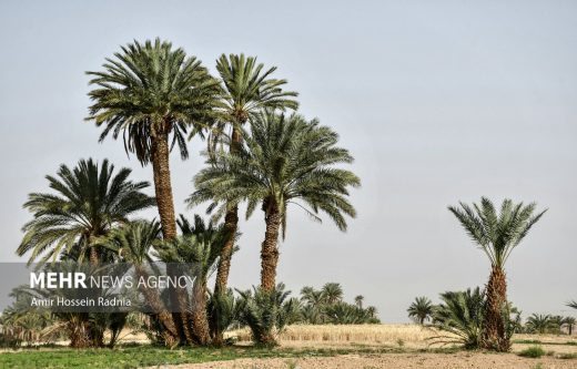 تشدید ممنوعیت انتقال پاجوش نخل به خوزستان