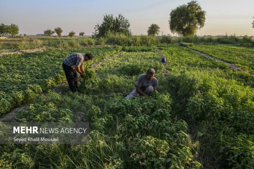 تعمیق روابط ایران و فائو در حفظ و مدیریت پایدار منابع آب و خاک