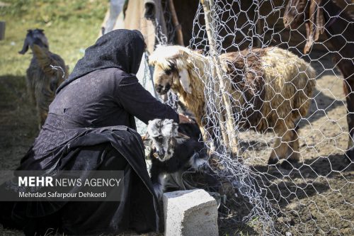 عشایر ۲۰۰ هزار تن گوشت در سال تولید می‌کنند