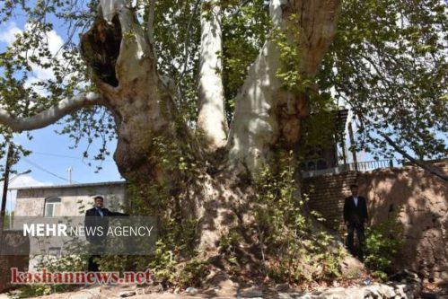 ۵ چنار کهنسال کاشان در فهرست آثار ملی کشور ثبت شدند