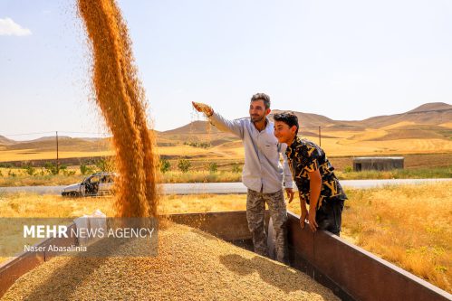 ۷۵ هزار تن گندم در استان سمنان خریداری شد