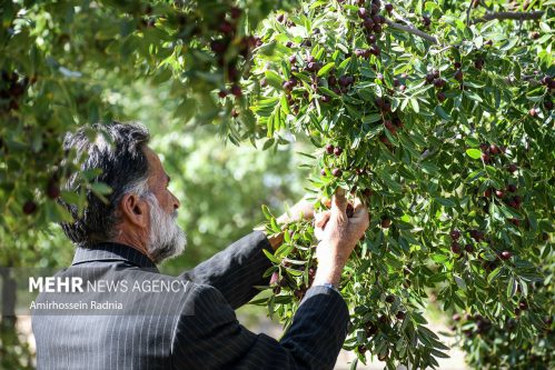 آئین شکرگزاری برداشت عناب