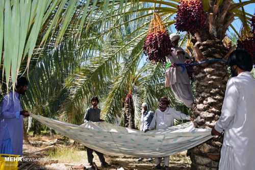 برداشت ۱۰ هزار تن رطب و خارک از نخلستان‌های خوزستان