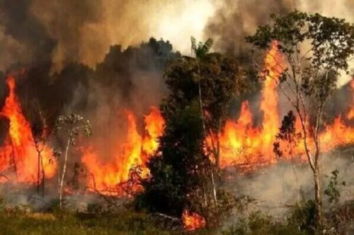 حضور هلال‌احمر در ۱۹۵ عملیات آتش‌سوزی جنگل‌ها در سال جاری