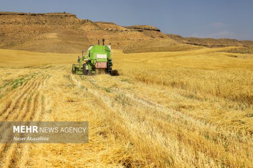 خرید تضمینی گندم از سوی سازمان مرکزی تعاون روستایی