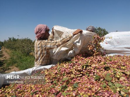 راهکارهای پیشگیری از سرقت باغات پسته دامغان