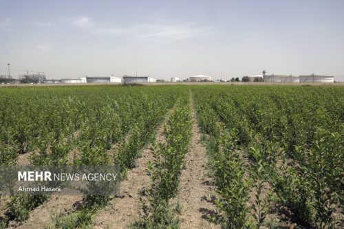 شیوه‌نامه یکپارچگی و تجمیع اراضی کشاورزی در حال تدوین است