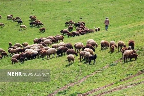 ممانعت از ورود دام غیرمجاز به منطقه حفاظت شده البرز مرکزی