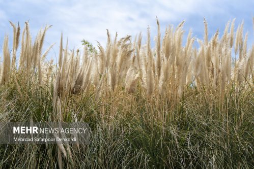 نگهداری بیش از ۶هزار نمونه در موزه جانورشناسی موسسه گیاه پزشکی