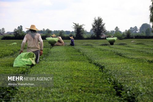 واردات چای تنظیم بازار منوط به خرید داخل