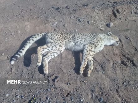 یوزپلنگ آسیب دیده پارک ملی توران شاهرود تلف شد