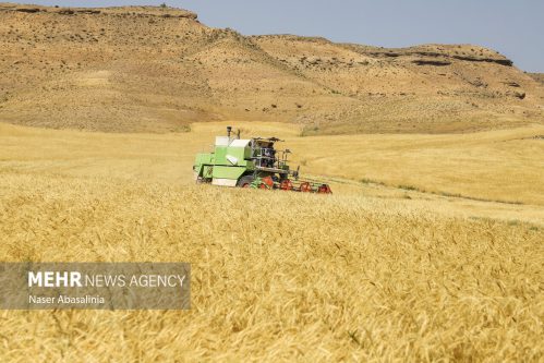 رتبه برتر آذربایجان شرقی در طرح جهش تولید دیمزارها