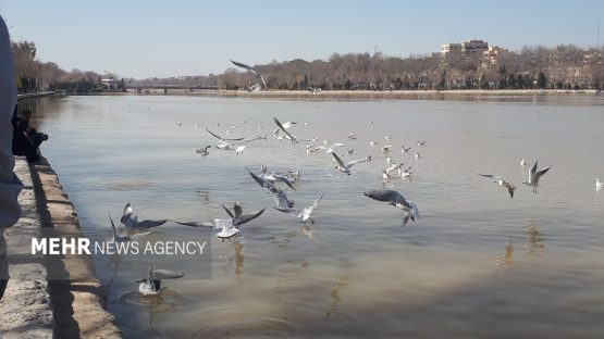 رهاسازی ۱۹ پرنده شکاری در زیستگاه های طبیعی شرق تهران