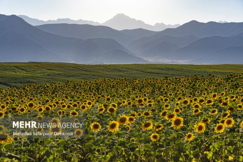 مزرعه آفتابگردان دیمه