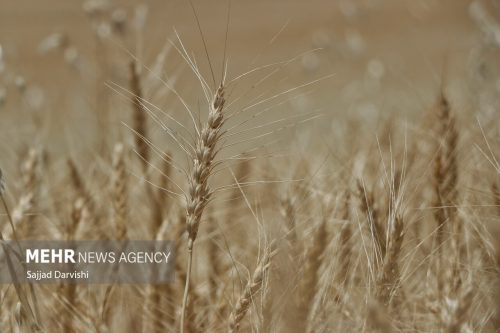 ۱۰ میلیون و ۳۲۲ هزار تن گندم خریداری شد