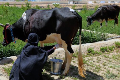 بیش از ۵۰ درصد فعالیت‌های کشاورزی جهان از سوی زنان انجام می‌شود