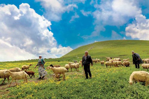 «قوز» جریمه بانکی عشایر  «بالای قوز» خشکسالی