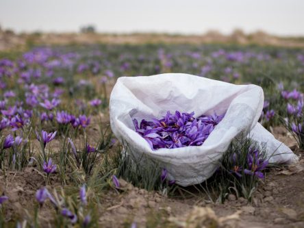 آغاز برداشت زعفران در زمین های کشاورزی شهرستان زاهدان