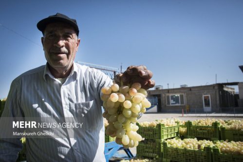 انگور شاهرود پشت درب صادرات