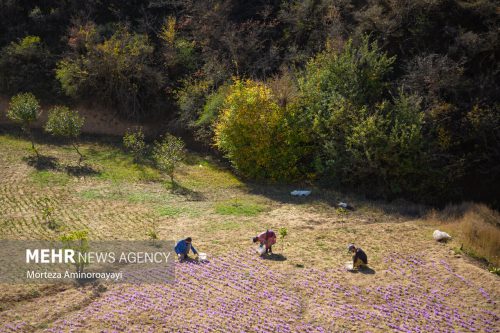 برداشت زعفران در روستای «وامنان»