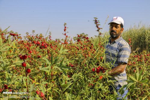 برداشت چای ترش در کارون