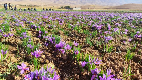 زعفران در حمیدیه کشت شد