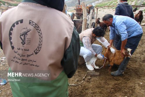 رزمایش جهاد دامپزشکی در بیضا برگزار شد