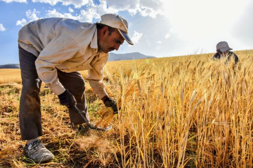 مشارکت بیش از ۳۲ هزار کشاورز استان فارس در طرح کشت قراردادی