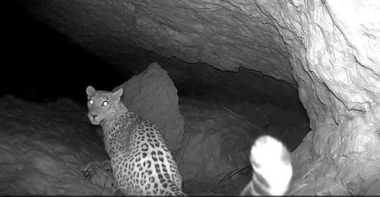 مشاهده و ثبت تصاویری از یک قلاده پلنگ ایرانی در اشکنان لامرد