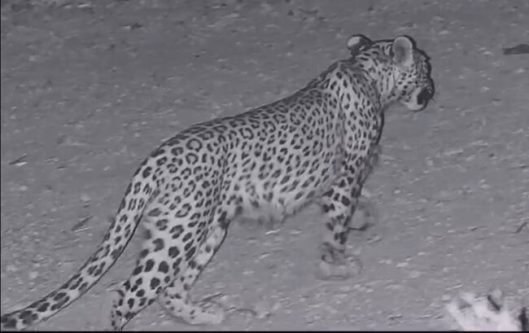 ثبت تصویر ۲ پلنگ ایرانی در پارک ملی بمو شیراز