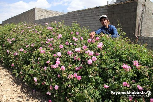 آغاز برداشت گل محمدی در مرودشت و توسعه کشت این گیاه دارویی