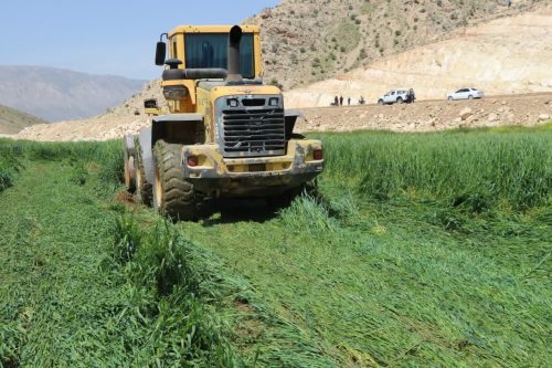 امحای ۸۶۰ هکتار محصولات کشاورزی آبیاری‌شده با آب‌های نامتعارف در جنوب شرق شیراز