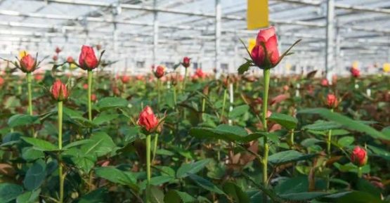 تخصیص تسهیلات برای توسعه گلخانه تابع اقلیم