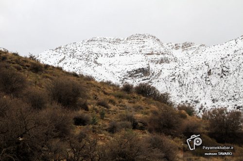 تلفات حیات وحش در کوه گچ کرمستج ناشی از خشکسالی؛ تلاش برای احداث آبشخور جدید