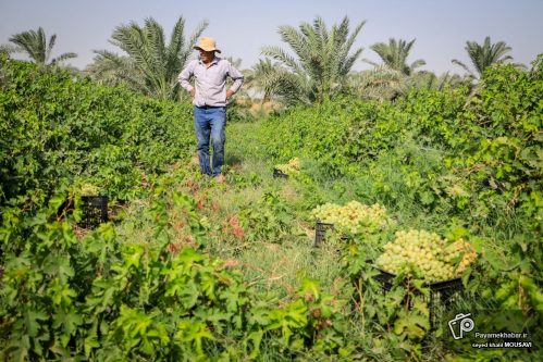 تولید ۱۵۰ تن انگور یاقوتی و عسگری در فراشبند