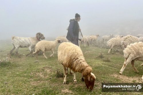 تخصیص اعتبارات تسهیلات فعال سازی پرواربندی به دامداران شیراز