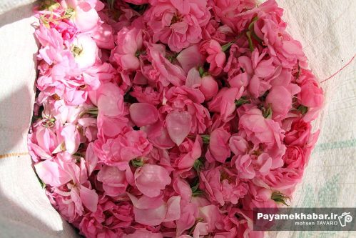 ثبت رسمی رویداد فرهنگی «گل غلتان نوزاد» روستای کراده در تقویم رویدادهای گردشگری جمهوری اسلامی ایران