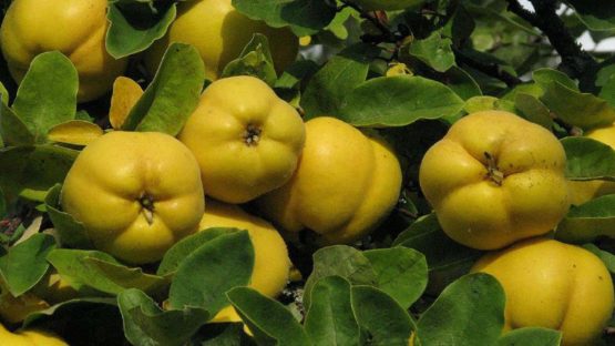 تولید ۲۰ هزارتن «به» در فارس