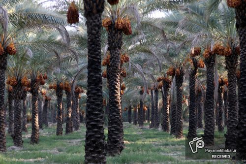 خرما با حمایت از صنایع فرآوری، می‌تواند پیشران صادرات غیرنفتی کشور شود