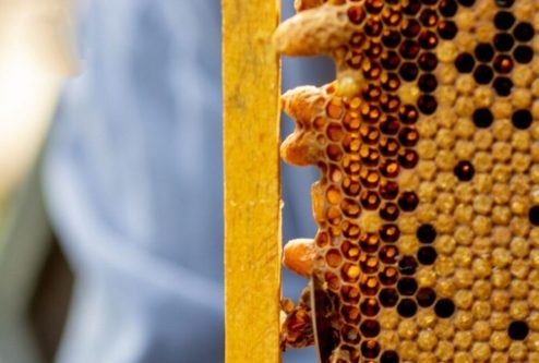 شاخون ملکه چند روزه در میاد و چه عواملی روی آن تاثیر دارد