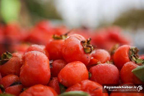 سومین جشنواره ملی انار و خرمالوی شیراز در بوستان شهید رجایی برگزار می‌شود