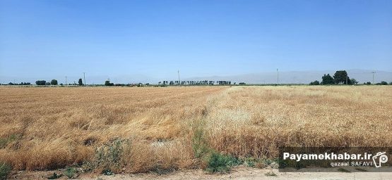 کاشت گندم در فارس آغاز شد