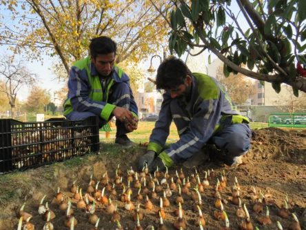 آغاز «بهار زمستانه» در منطقه ۸ با کاشت ۲۰ هزار گل نرگس
