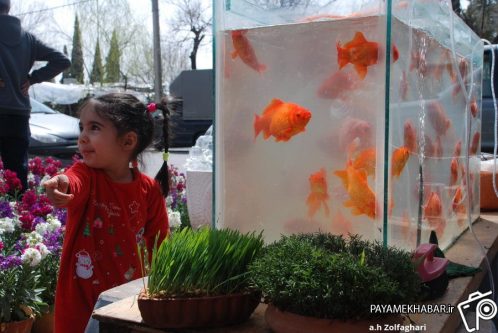 هم‌افزایی دستگاه‌های خدمات‌رسان، محور میزبانی شایسته شیراز در نوروز ۱۴۰۵